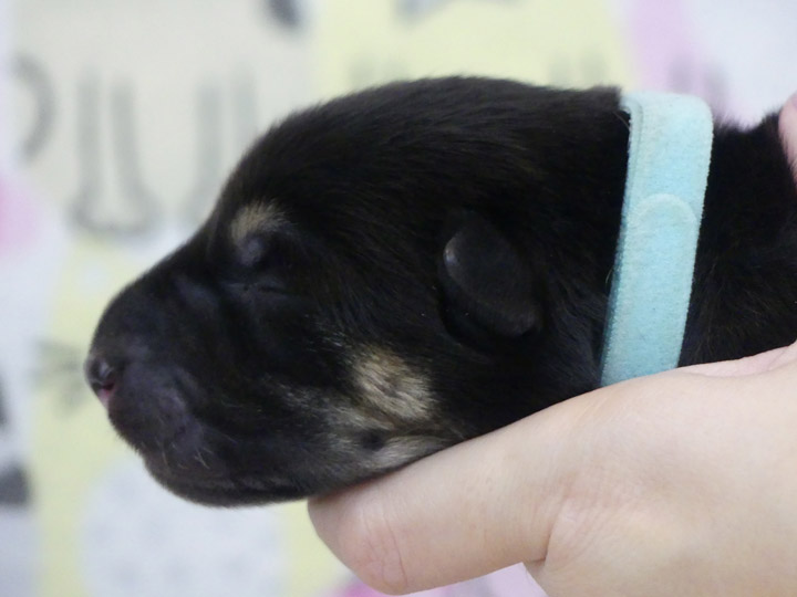 chinook puppy